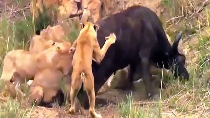 Increíble Depredadores Luchar Contra La Gran Batalla De Los Animales De La Lucha Real, León Ataque De Buffalo, El Gorila, El Oso, El León H