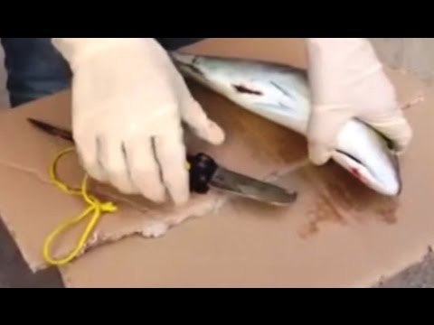 Taranto - Pesca di frodo effettuata con ordigni esplosivi, 14 arresti (07.11.16)