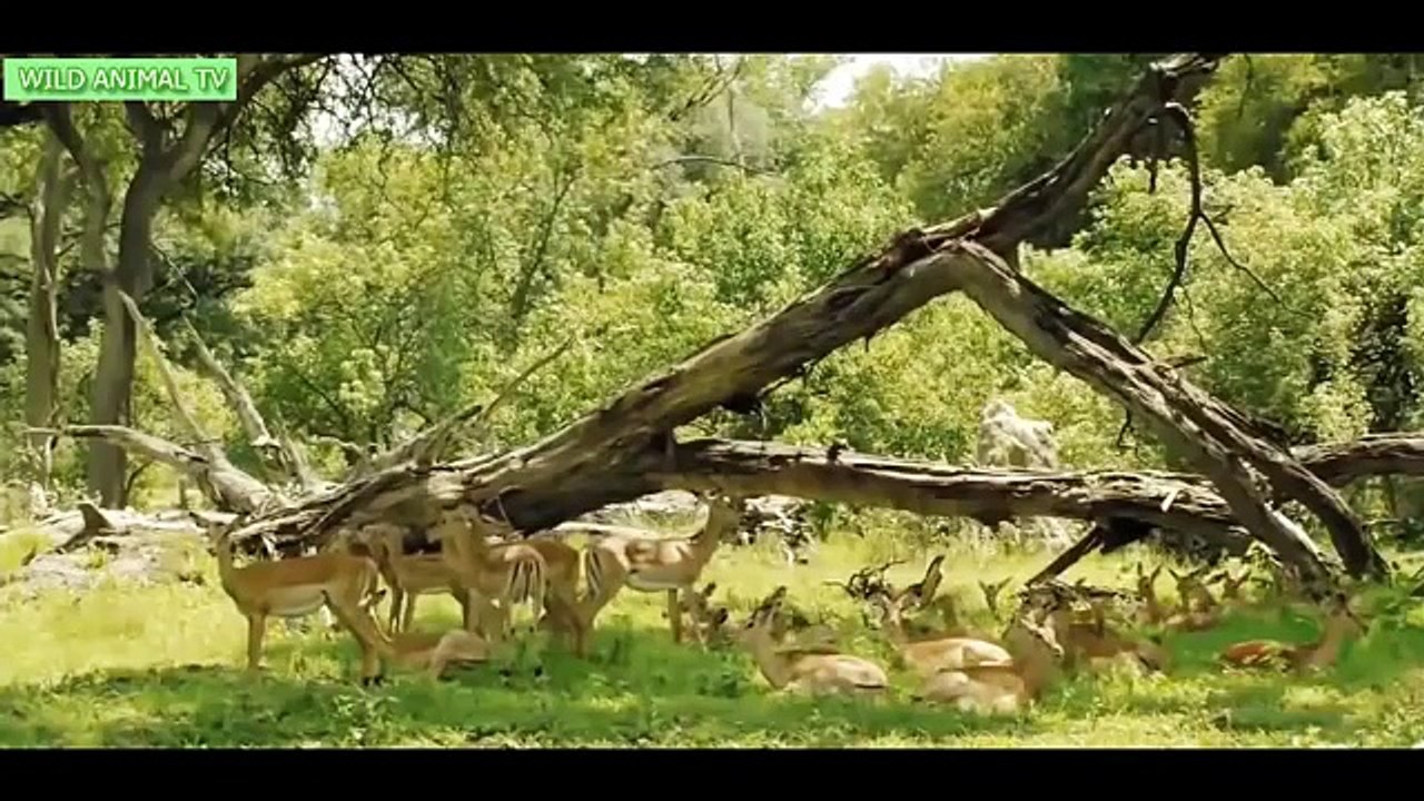 Animales increíbles Ataques En la Vida Real # 5 Leones atacando a la Carne de Búfalo Parte 3 | Animal Salvaje TV