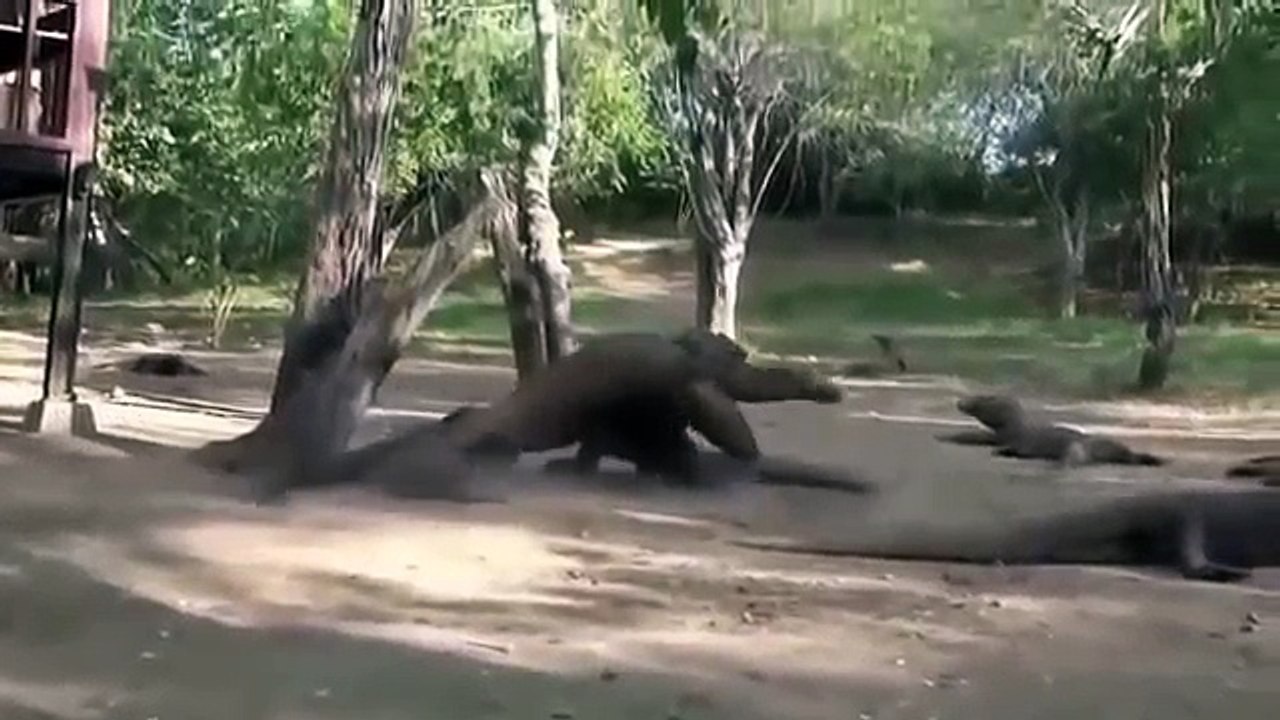 Komodo Dragon Attacks Komodo Dragon vs King Cobra Komodo Dragon Documentary 2016
