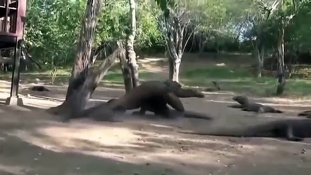 Komodo Dragon Attacks Komodo Dragon vs King Cobra Komodo Dragon Documentary 2016