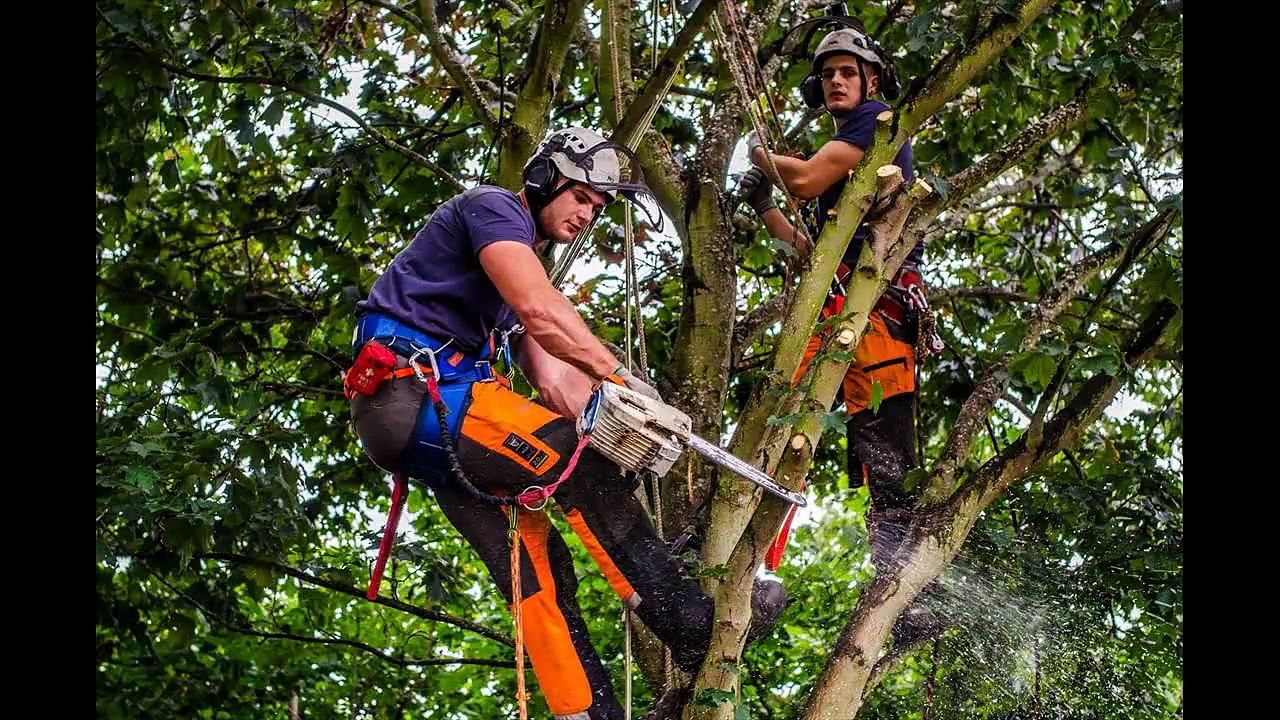 Local Tree Surgeons in Nottingham Tel 07905 675 171  Tree Surgeons in Nottingham