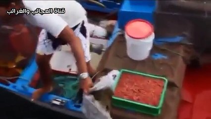 سمكة غريبة تلاعب طفل في البحر