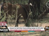 Reward for info in shooting of Salt River horses increased