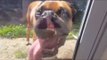 Boxer Dog Unsure About Sliding Glass Door