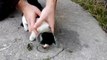 Rescue cat video very cool