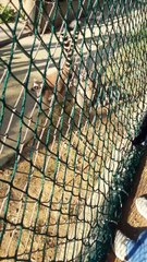 Cute Lemurs In Zoo Havanat Bahçesinde Sevimli Lemurlar