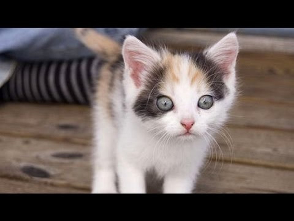 Kittens see _ do things for the first time - Funny and cute cat compilation