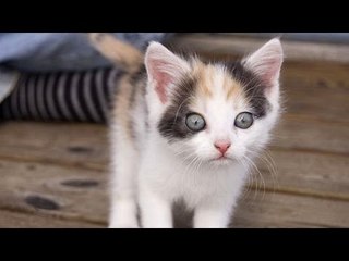Kittens see _ do things for the first time - Funny and cute cat compilation
