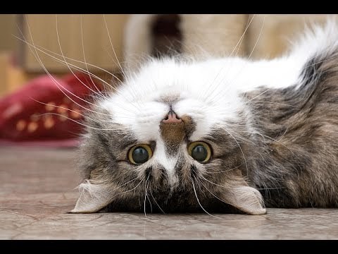 Playful and curious cats and dogs - Funny and cute animal compilation
