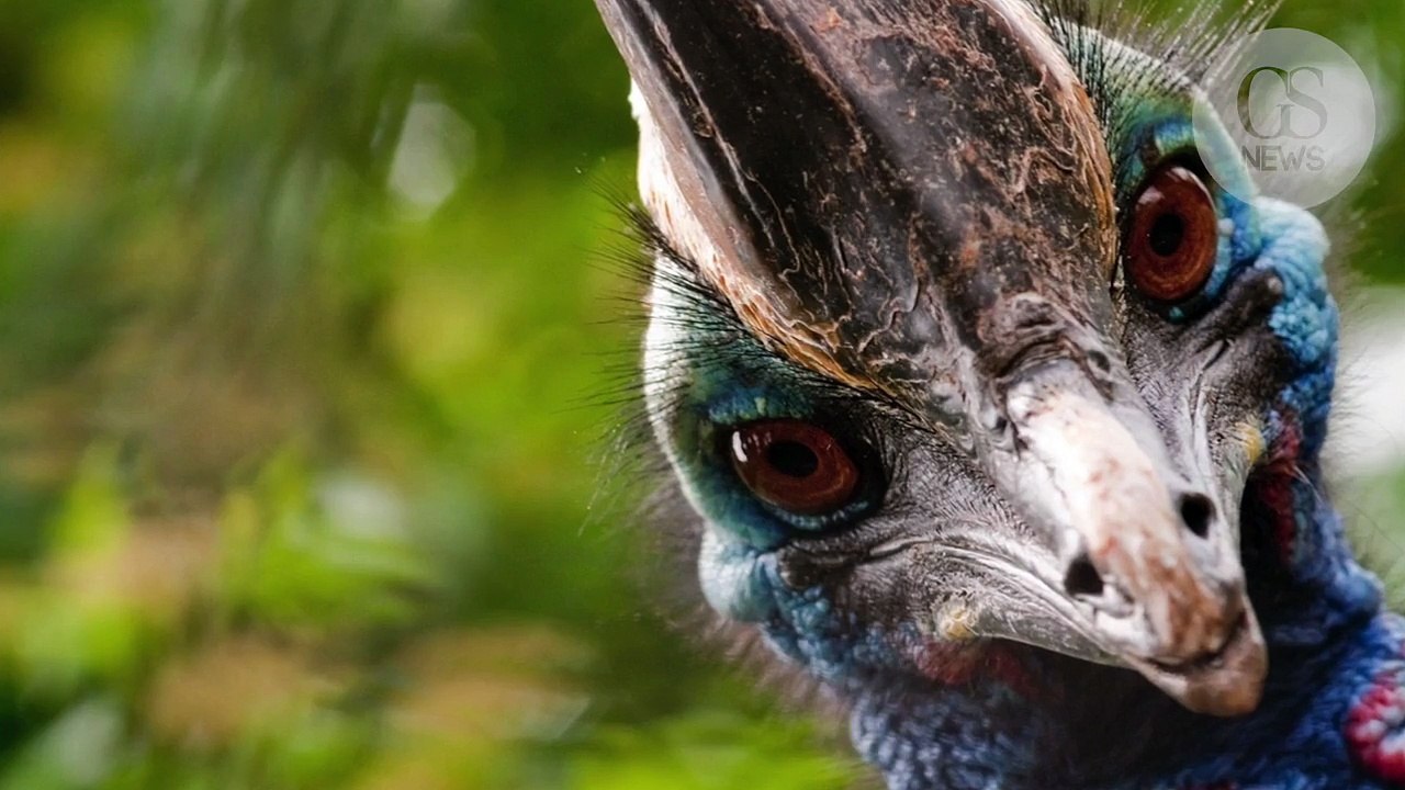 Le casoar, l'oiseau le plus dangereux au monde