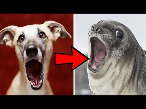 Top Những Khoảnh Khắc Cosplay Siêu Đáng Yêu Của Động Vật | Việt Vivu |