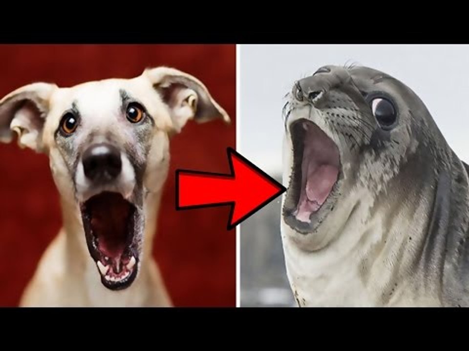 Top Những Khoảnh Khắc Cosplay Siêu Đáng Yêu Của Động Vật | Việt Vivu |