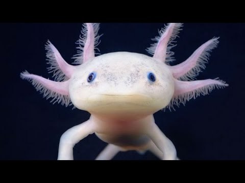 Top 6 loài vật bí ẩn bạn chưa bao giờ thấy trên trái đất | Việt Vivu |