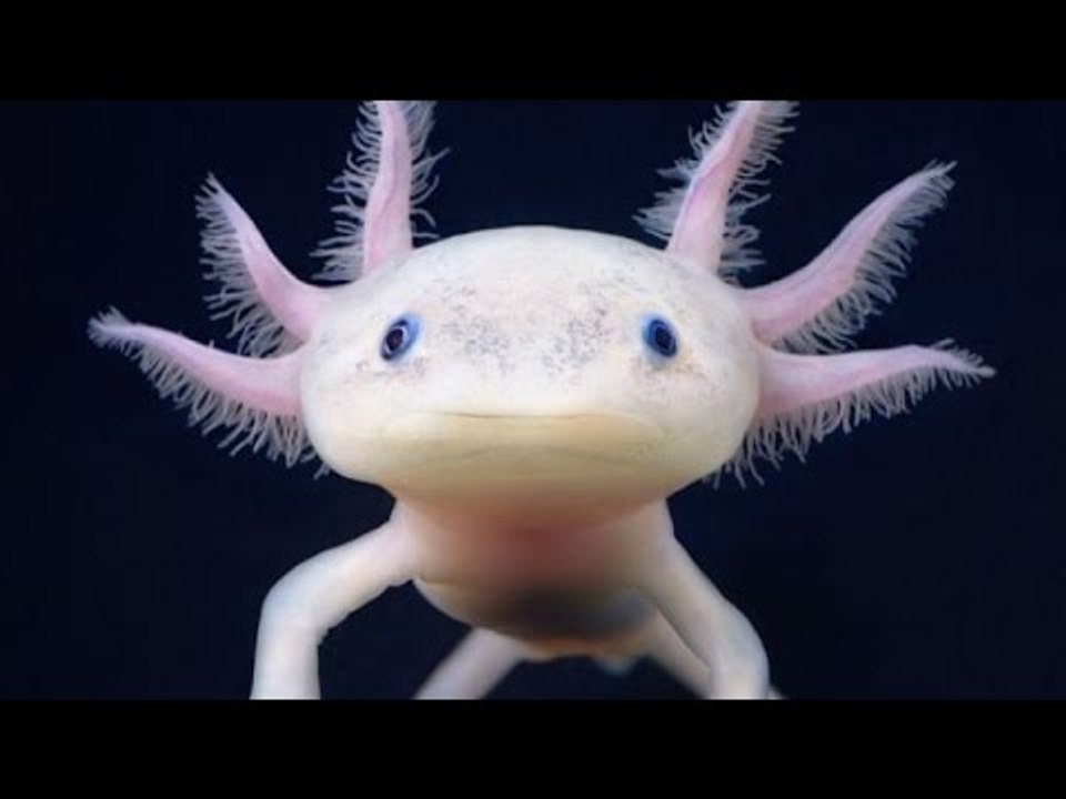 Top 6 loài vật bí ẩn bạn chưa bao giờ thấy trên trái đất | Việt Vivu |