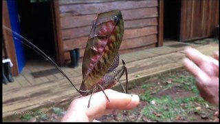 The wonder of nature today butterfly have peacock fethers