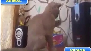 Cat trying to catch the bass Video 2016