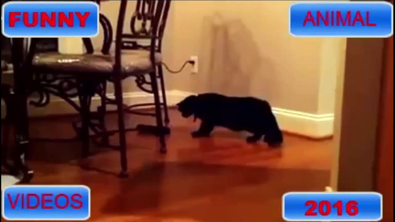 cat vs socks compilation 2016