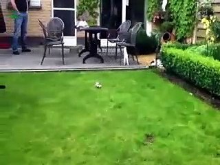 Funny Dogs Scared Of Cats Compilation