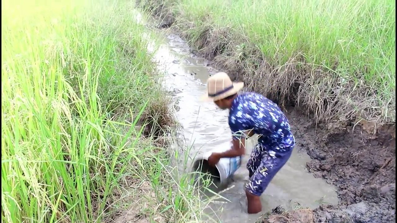 wow Amazing Fishing - Cambodia Traditional fishing - How to Catches Fish (Part 110)