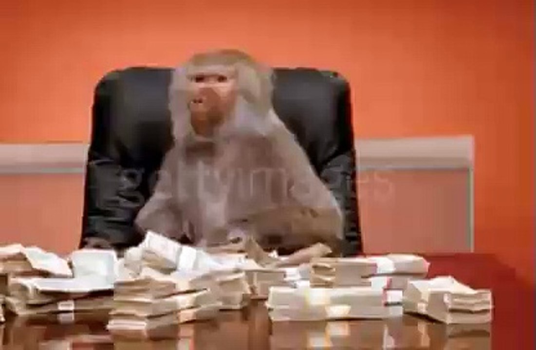 Monkey Play With Money
