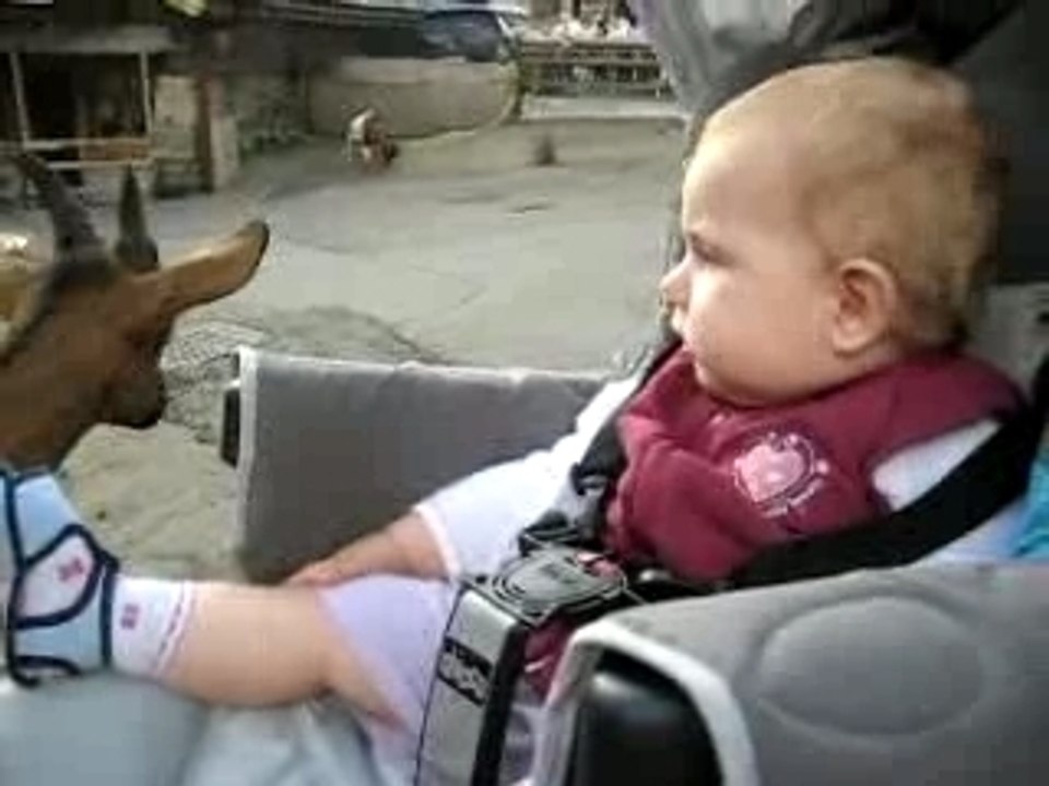 Elléa une chèvre pas comme les autres