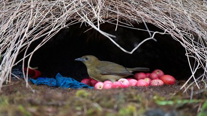 Top Ten Best Animal Architects Constructions