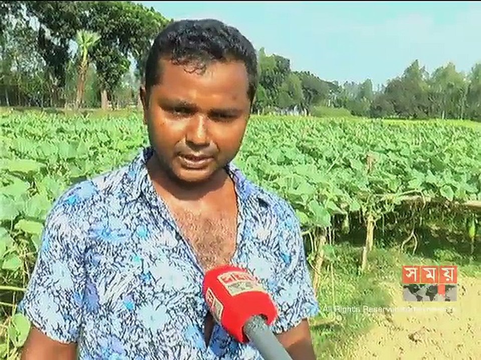 গাইবান্ধায় শীতকালীন শাক-সবজির বাম্পার ফলন