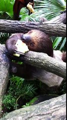 Slow Sloth Has His Food Stolen by Sneaky Bat ....