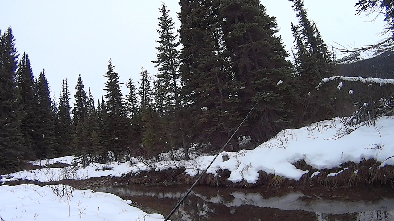 Small Creek, Small Brook Trout