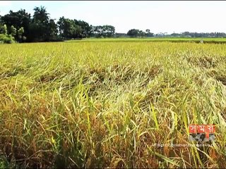 বাম্পার ফলনে জিংকসমৃদ্ধ ব্রি-৭২ ধান চাষে আগ্রহী পাবনার কৃষকরা