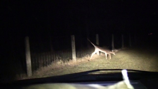Un chasseur sauve une biche coincée dans un grillage!