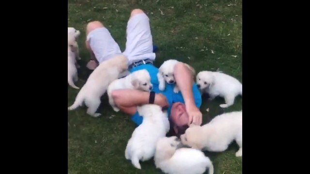 Attaque d'un homme par.. 10 chiots trop mignons lol