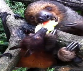 Tembel hayvan yemeğini yarasaya kaptırdı