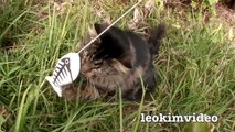 Kitties Fluffy & Bluebell Cats Play Fighting Milkytales Thanks Link part2
