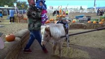 Petting ZOO at the Farm Feeding Horses and Goats Learn Animal Names for Kids part1