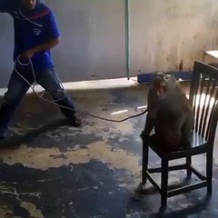 Regardez ce que fait ce singe. C'est hallucinant