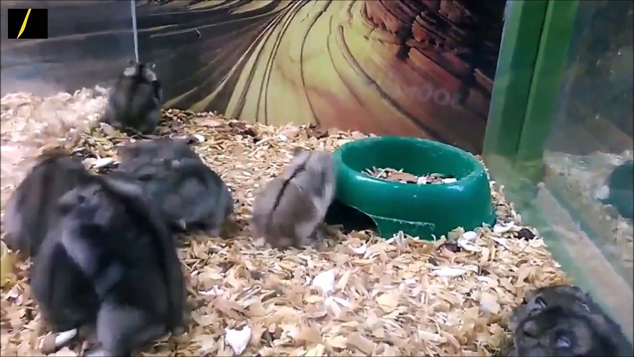 Compilation funny pranks - funny people [NEW] #42 Epic Fail Compilation [NEW] #42  Best Fails/Wins of