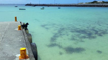 Beach dog barks at the ocean