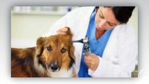 Various Tips on Choosing Veterinary Clinics for Your Pet