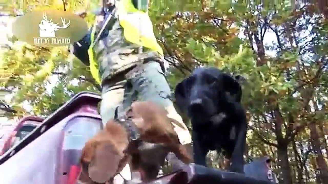 Des sangliers et des chasseurs | épisode 3