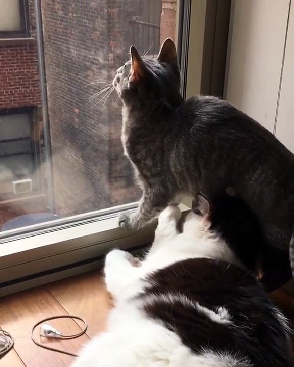 Piégé sous un chat... Ahahah