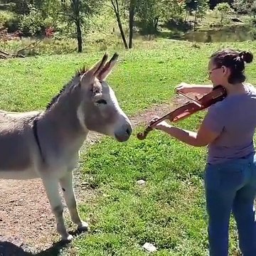 Cet ane accompagne une violoniste et c'est trop marrant