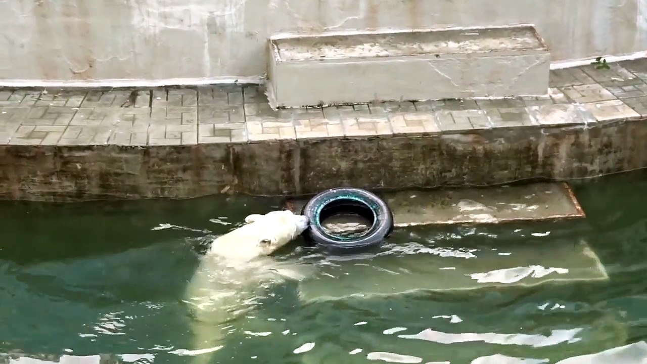 Les ours polaires aussi aiment bien chercher la merde