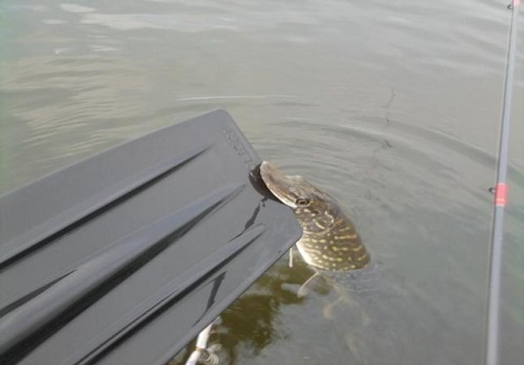 Amazing fishing giants pike in the world