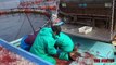 Japanese fishermen tuna processing