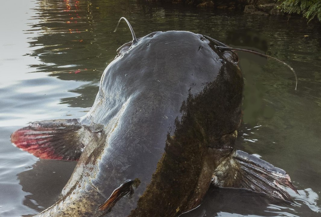 OMG Fishing Big Fish | Top Fishing Big Fish ing The World