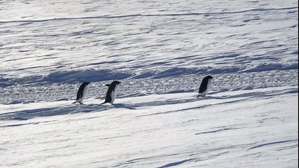 Guillaume Zaletto - Manchot Adélie