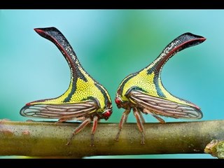 Top 10 kỷ lục gia trong thế giới côn trùng | Việt Vivu |