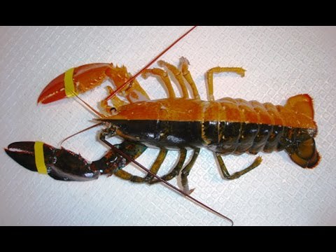 Top 10 con vật kỳ lạ độc nhất vô nhị trên trái đất | Việt Vivu |